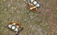 Crazy Archers