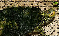 Map Turtle Jigsaw Puzzle