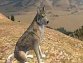 WolfQuest: Amethyst Mountain Deluxe + Wolfquest 2.5