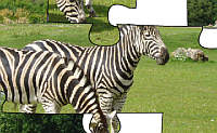 Zebra Couple Jigsaw